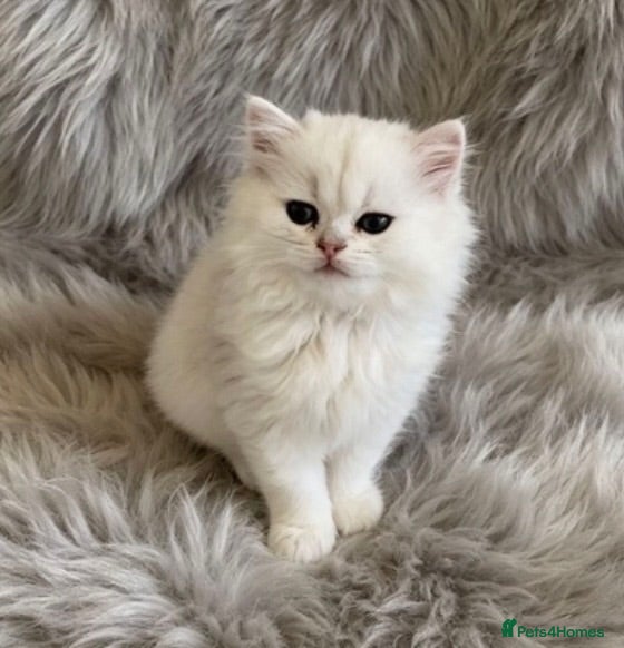 British Longhair cats ⭐️ SILVER TIPPED LUSH CHINCHILLA COATS ⭐️ - Advert 2