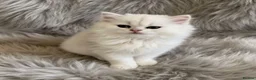 British Longhair cats for sale: ⭐️ BEAUTIFUL BLH & BSH FEMALE KITTENS   ⭐️ - Advert 8