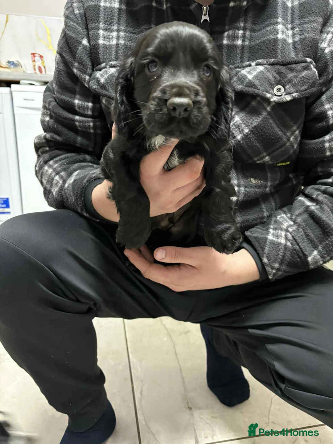 Sprocker dogs for sale: 7 Sprocker spaniels - Advert 2