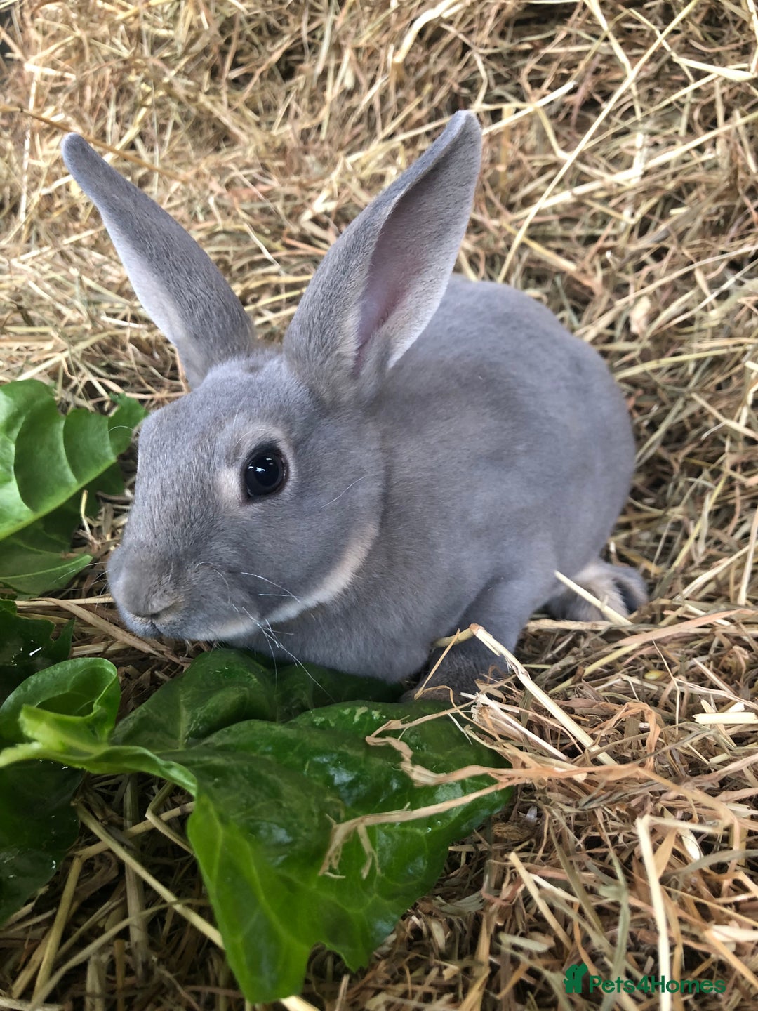 Rex rabbits for sale: Beautiful Pure Breed Velvet Mini Rex babies 🐰  - Advert 18