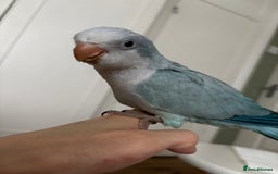 Parrots birds for sale: Silly tame Quakers looking for their forever home  - Image 2