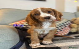 Cocker Spaniel dogs for sale: KC Cocker spaniel pups  - Image 13