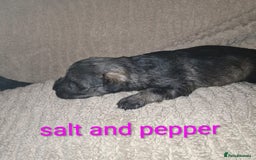 Miniature Schnauzer dogs for sale: 5 female miniature schnauzers - Image 12