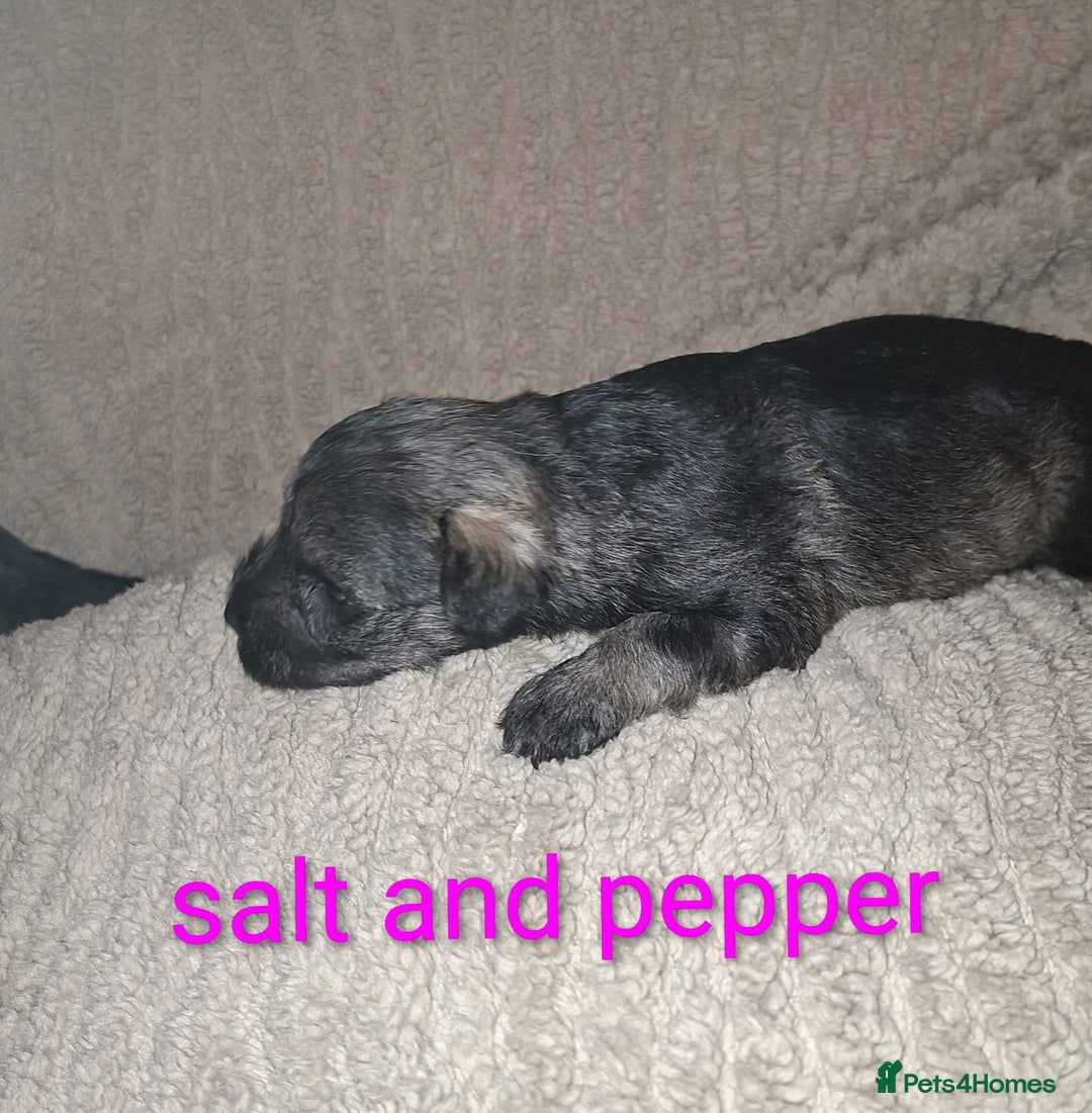 Miniature Schnauzer dogs for sale: 5 female miniature schnauzers - Image 12