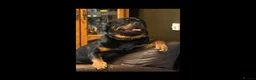 Rottweiler dogs for stud: KC registered Rottweiler Stud  - Advert 3