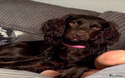 Cocker Spaniel dogs for sale: Beautiful rosie - Image 1