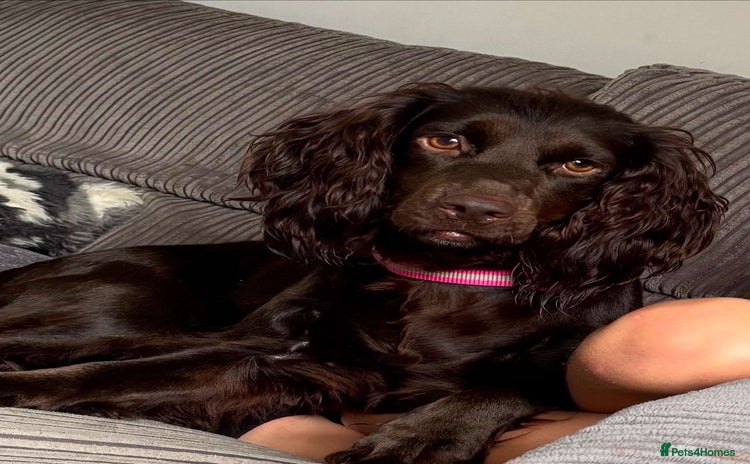 Cocker Spaniel dogs - Advert 10
