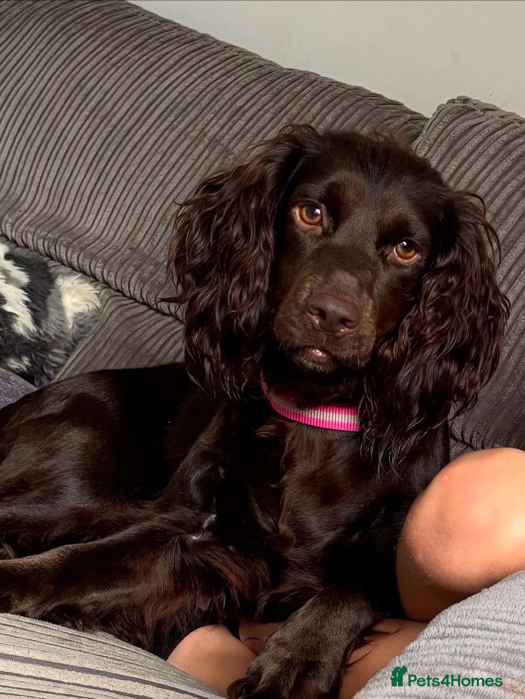 Cocker Spaniel dogs for sale: Beautiful rosie - Image 1