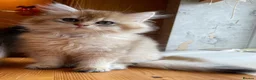British Shorthair cats for sale: 😻British golden shorthair/longhair😻 - Advert 4