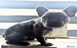 French Bulldog dogs for sale: #Reduced# True miniature French Bulldog - Image 1