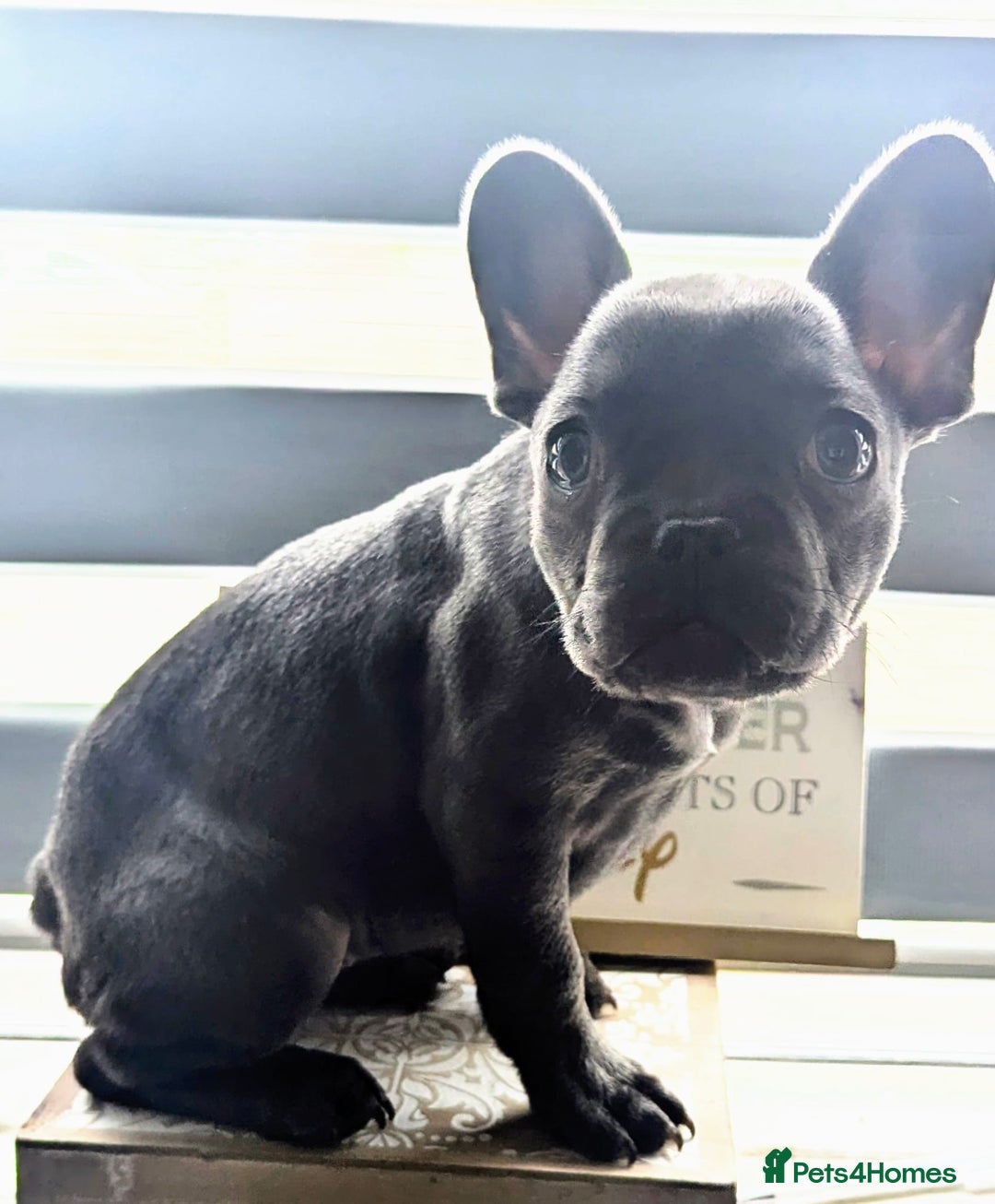 French Bulldog dogs for sale: #Reduced# True miniature French Bulldog - Image 1
