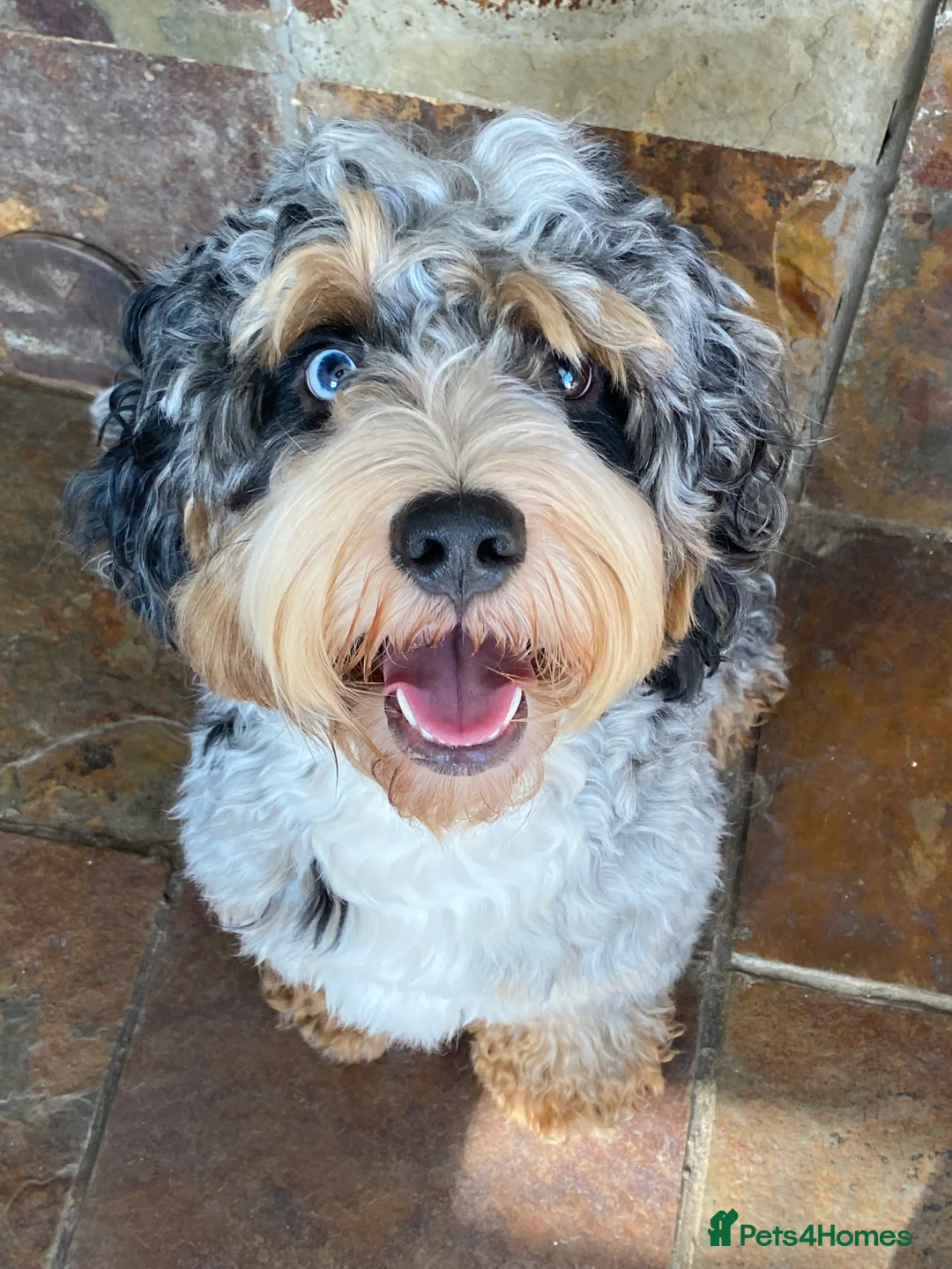 Cockapoo dogs for stud: Unique f3 American cockapoo stud  in Aberdeen - Advert 5