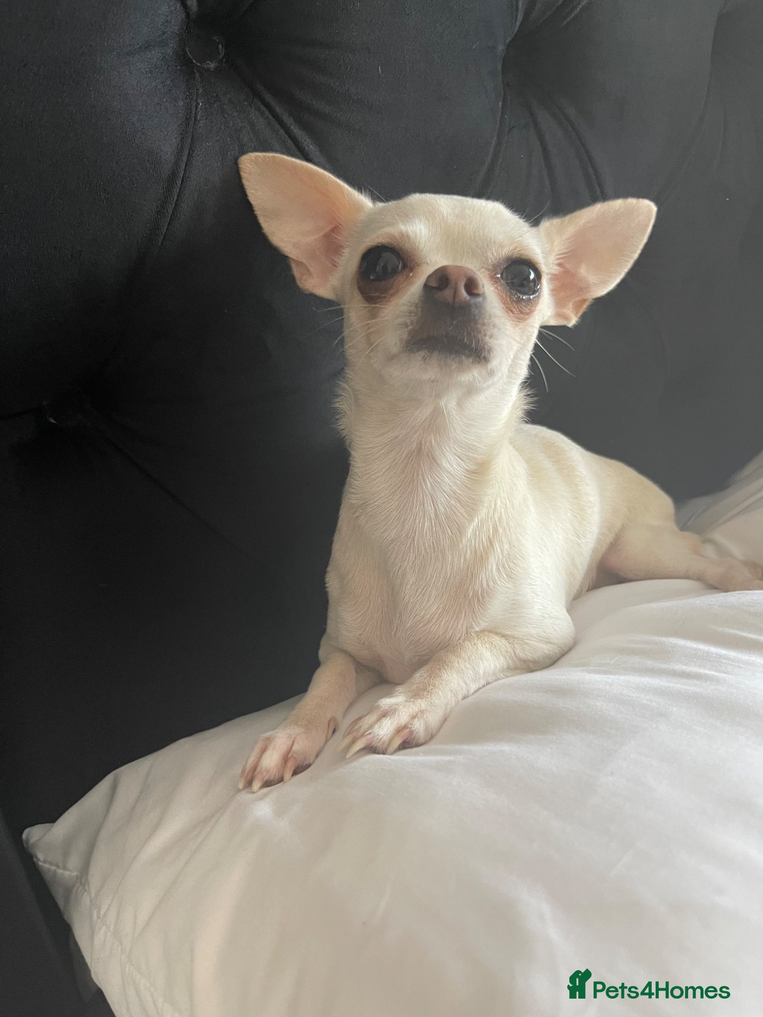 Chihuahua dogs Female chihuahua  - Advert 12