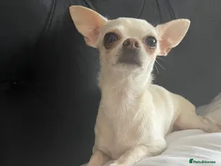 Chihuahua dogs Female chihuahua - Advert 12