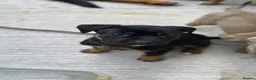 Mixed Breed dogs for sale: German Shepherd mix puppies  in Swansea - Advert 2