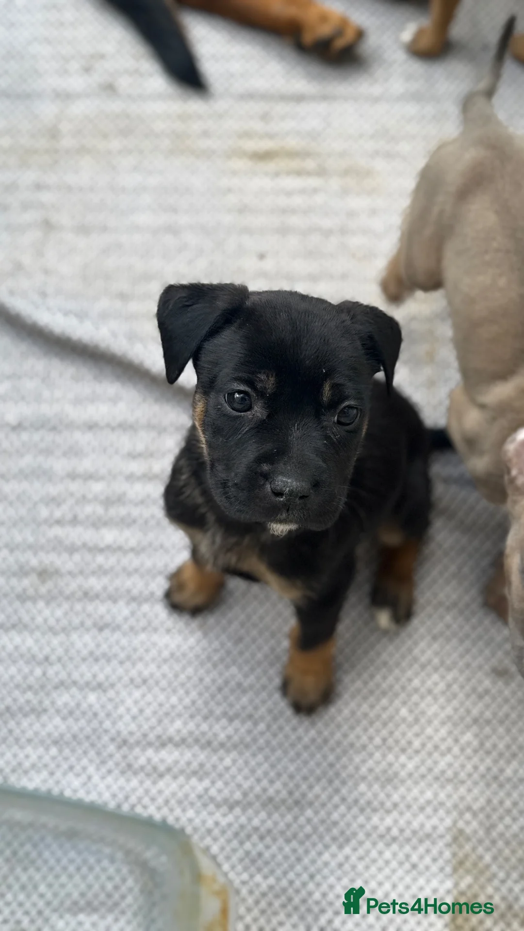 Mixed Breed dogs for sale: German Shepherd mix puppies  in Swansea - Advert 2
