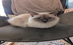 Ragdoll cats for sale: Beautiful GCCF lilac point ragdoll girl  - Image 3