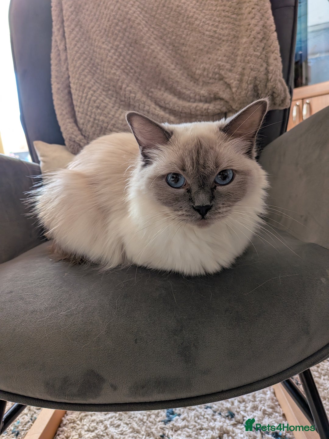 Ragdoll cats for sale: Beautiful GCCF lilac point ragdoll girl  - Image 3