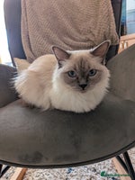 Ragdoll cats - Advert 4