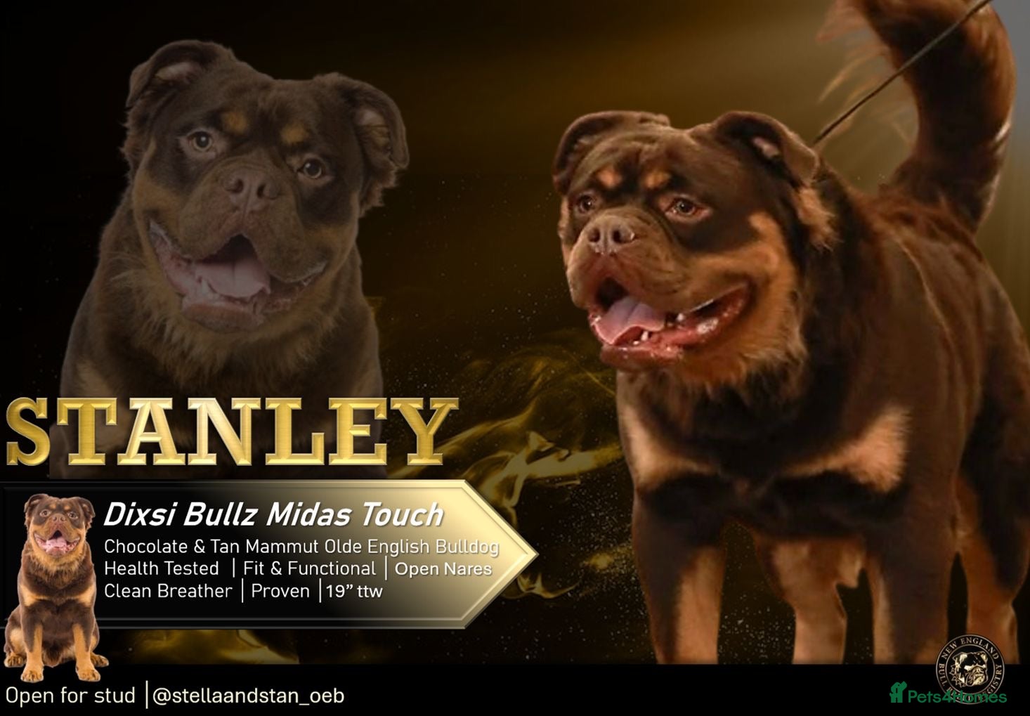 Olde English Bulldogge dogs MAMMUT OLDE ENGLISH BULLDOG STUD - Advert 10