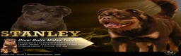 Olde English Bulldogge dogs for stud: MAMMUT OLDE ENGLISH BULLDOG STUD in Halifax - Advert 1