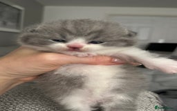 British Shorthair cats for sale: BSH BICOLOR KITTENS FROM 🏆CHAMPIONS LINE🏆 - Image 2