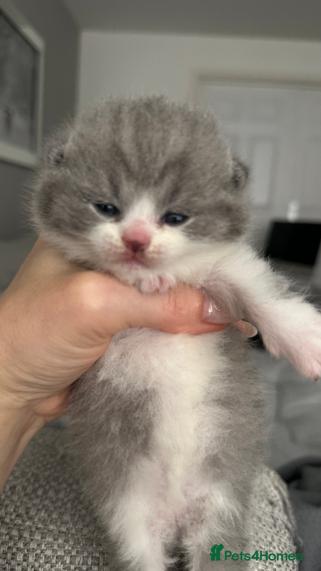 British Shorthair cats for sale: BSH BICOLOR KITTENS FROM 🏆CHAMPIONS LINE🏆 - Image 2