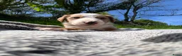 Bordoodle dogs for sale: Amazing collie-poos - Advert 17