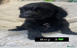 Cockapoo dogs for sale: Cockapoos puppy’s 🐶🐾 - Image 5