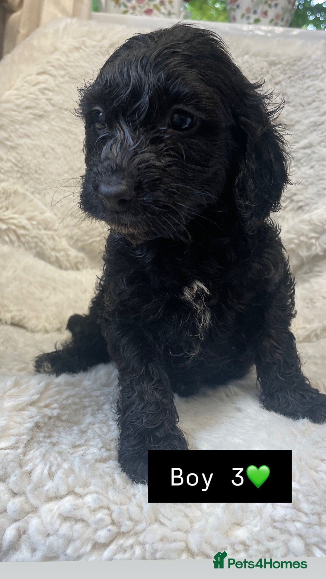 Cockapoo dogs for sale: Cockapoos puppy’s 🐶🐾 - Image 5