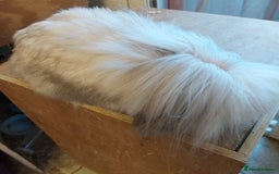 Mini Lion Lop rabbits for sale: Pure bred Dm mini lionlop buck  - Image 2