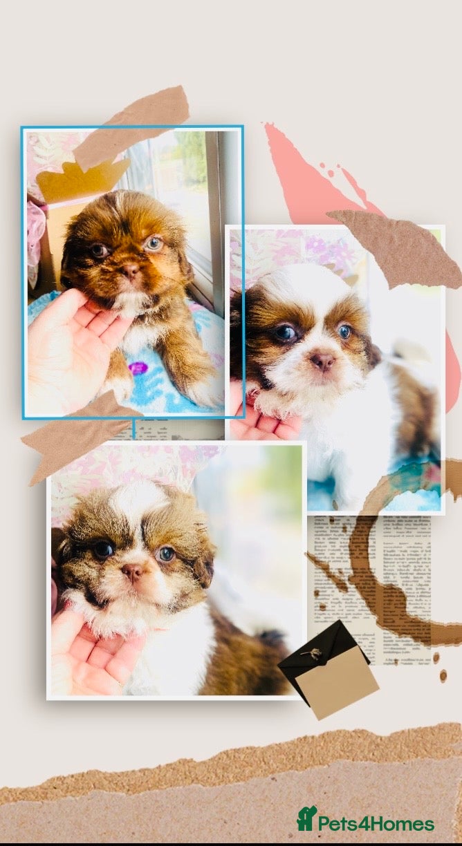Shih Tzu dogs 🌟 🌟🌟 ETHICAL & RESPONSIBLE BREEDER 🌟🌟🌟 - Advert 2