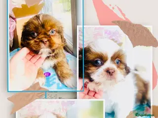 Shih Tzu dogs 🌟 🌟🌟 ETHICAL & RESPONSIBLE BREEDER 🌟🌟🌟 - Advert 2