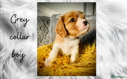 Cavalier King Charles Spaniel dogs for sale: Lovingly raised Blenheim Cavaliers  - Image 6