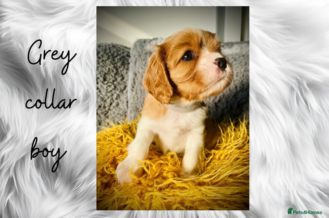 Cavalier King Charles Spaniel dogs for sale: Lovingly raised Blenheim Cavaliers  - Image 6
