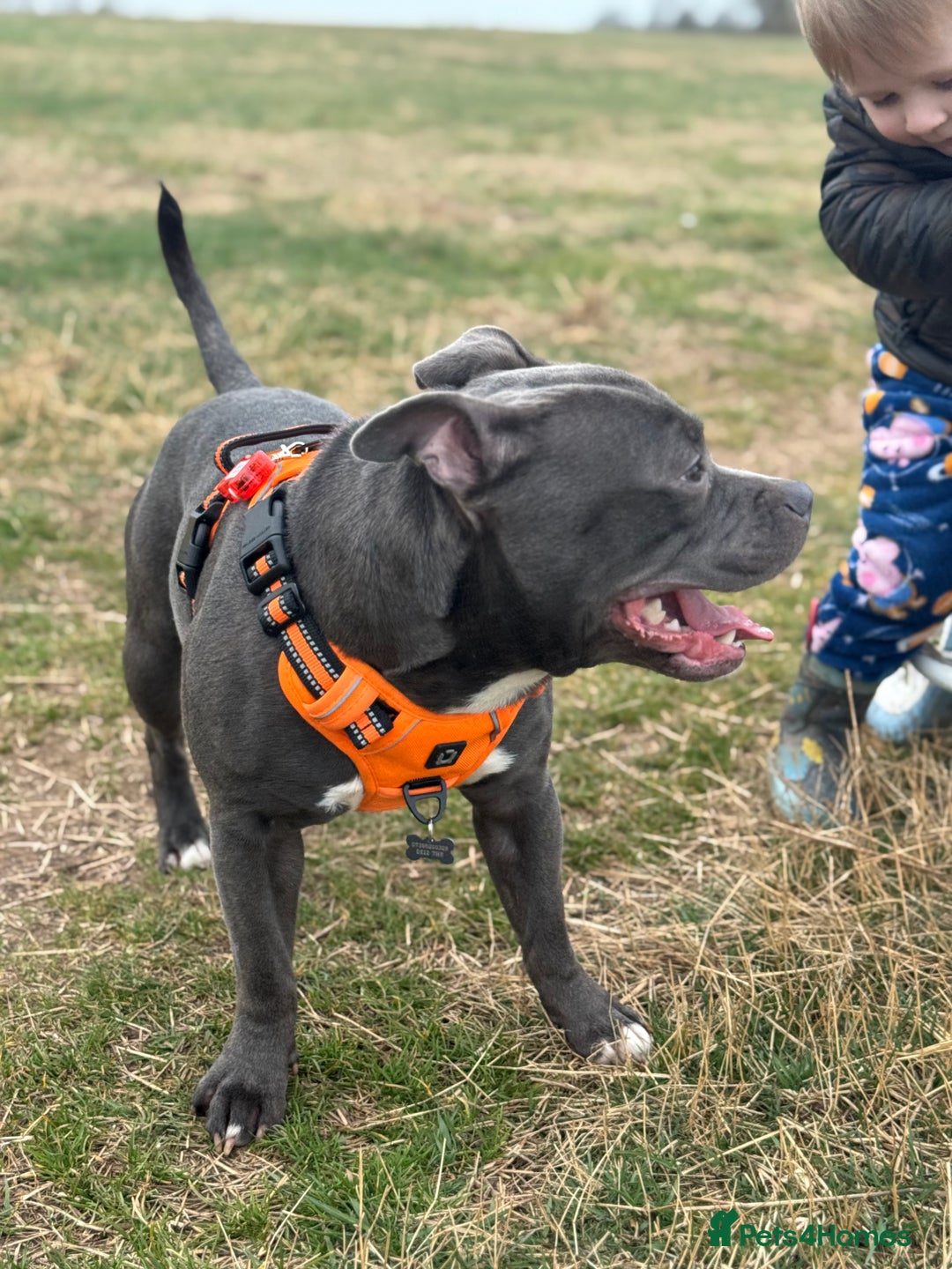 Staffordshire Bull Terrier dogs for stud: Blue Staff KC registered  “Koba” stud  in Swadlincote - Advert 6