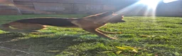 German Shepherd dogs for sale: German shepherd girl Malu - Advert 4