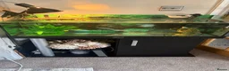 Turtle reptiles for sale: Turtle with full set up in Birmingham - Advert 3