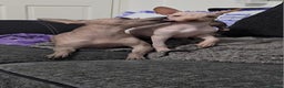 Mexican Hairless dogs for sale: XOLO Last two boys RKC registered.Liver and black  - Advert 8