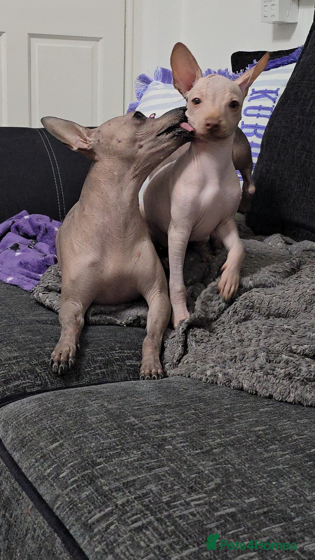 Mexican Hairless dogs for sale: XOLO Last two boys RKC registered.Liver and black  - Advert 8