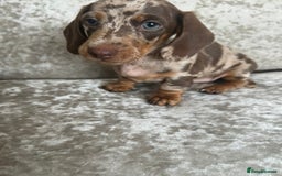 Dachshund dogs for sale: Dachshund puppies  - Image 30