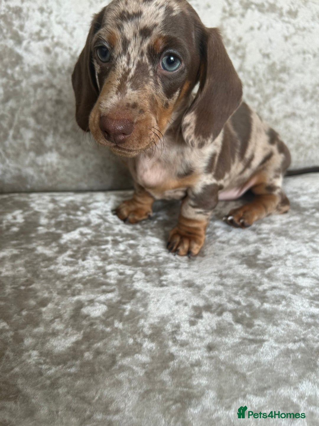 Dachshund dogs for sale: Dachshund puppies  - Image 30