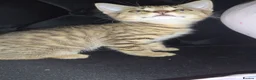 Mixed Breed cats for sale: Gorgoeus male tabby - Advert 2