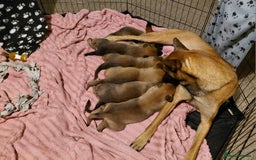 Belgian Shepherd Dog dogs for sale: 3 beautiful belgain mali  - Image 6