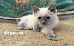 Ragdoll cats for sale: 4 cute fluffy Ragdoll Kittens - Advert 15