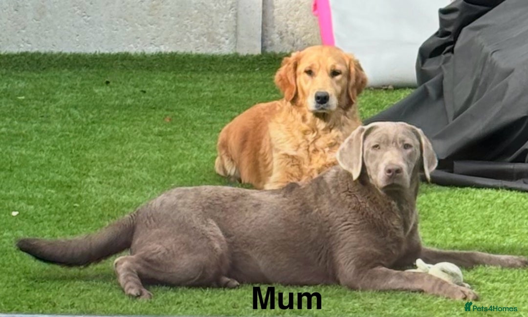 Labrador Retriever dogs for sale: Beautiful KC Chocolate Labrador Retriever puppies - Advert 14