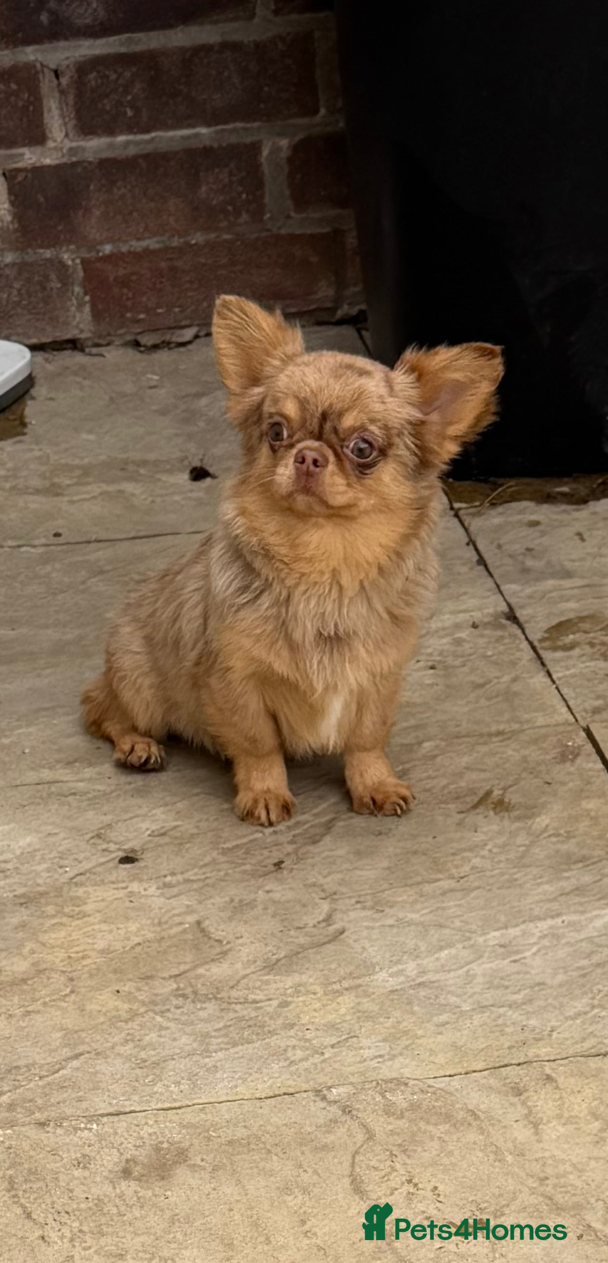 Chihuahua dogs incredible merle 10 months chihuahua boy - Advert 15