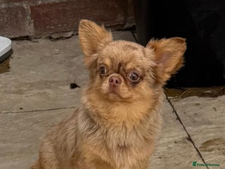 Chihuahua dogs incredible merle 10 months chihuahua boy - Advert 6