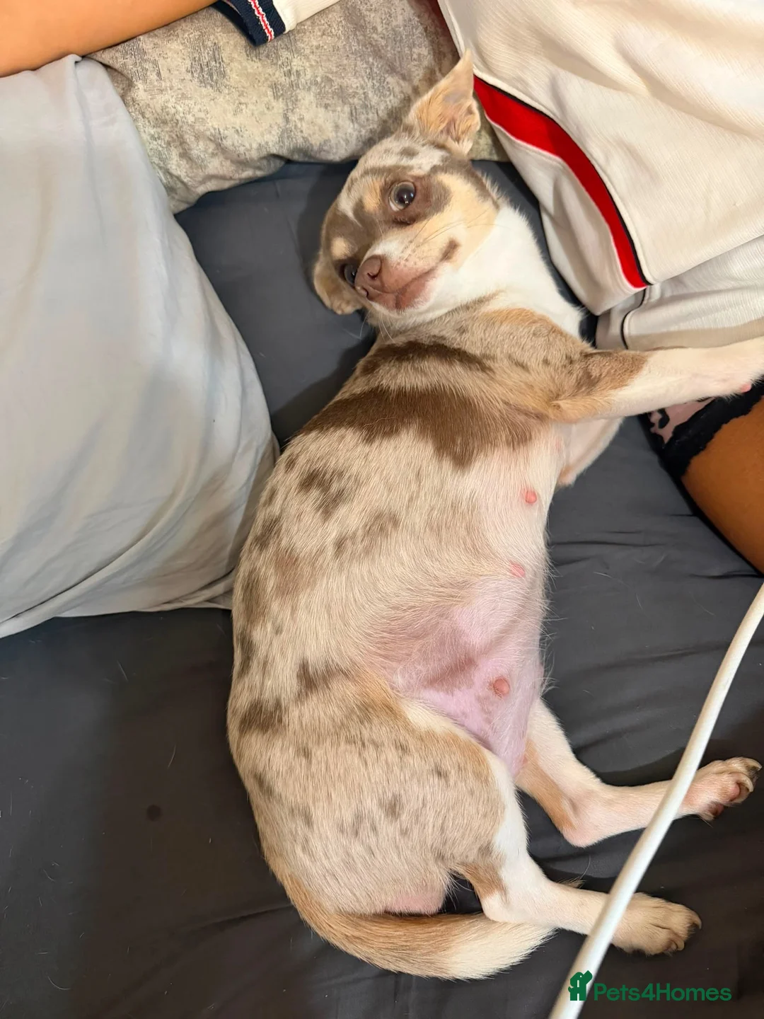 Chihuahua dogs for sale: Chihuahua x chihuahua Chinese crested  - Advert 1
