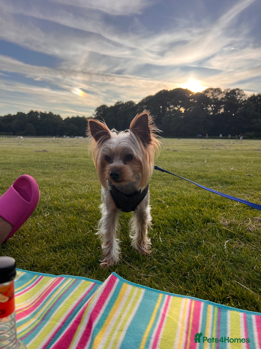 Yorkshire Terrier dogs for stud: Ayann - Image 2